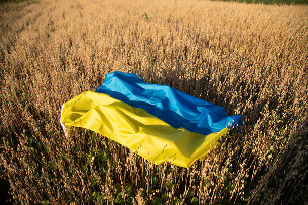 Flag of Ukraine on agricultural field. High grain price, wheat shortage and food crisis concept. - Foto, immagini