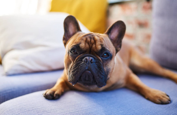 Θέλεις να με χαϊδέψεις; ένα αξιολάτρευτο σκυλί που αναπαύεται σε έναν καναπέ στο σπίτι - Φωτογραφία, εικόνα