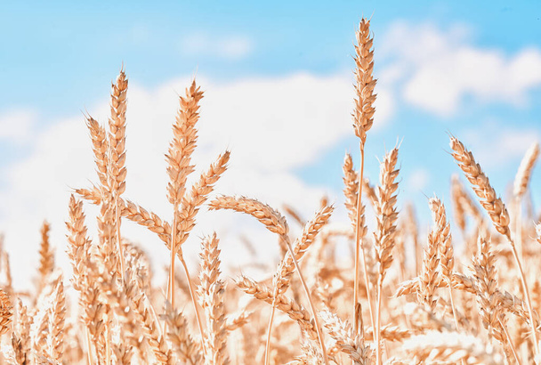 Whitened ears of wheat in the field and blue sky low angle view - Photo, Image
