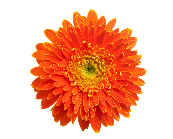 Barberton daisy flower, Gerbera jamesonii, isolated on white background, with clipping path - Photo, image