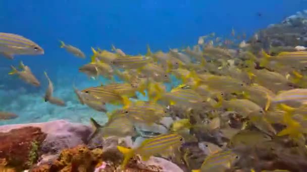 4k video of a school of grunts in the Caribbean Sea, Mexico - Footage, Video