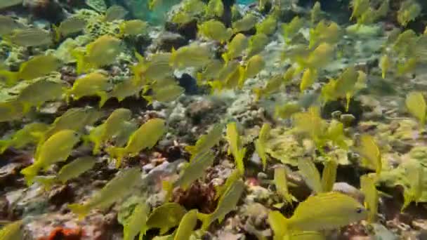 4k video of a school of grunts in the Caribbean Sea, Mexico - Filmmaterial, Video