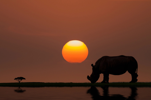 Puesta de sol en África
 - Foto, imagen