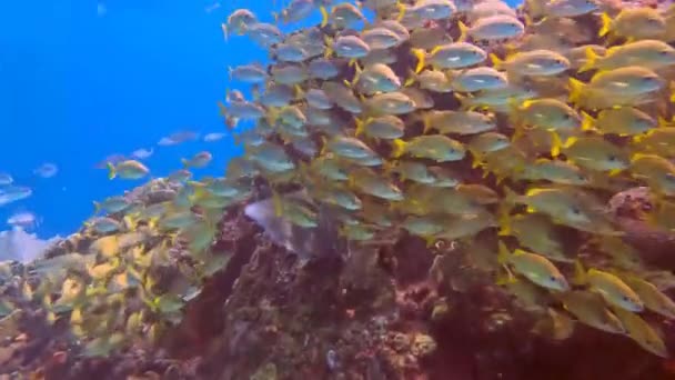 4k video of a school of grunts in the Caribbean Sea, Mexico - Footage, Video