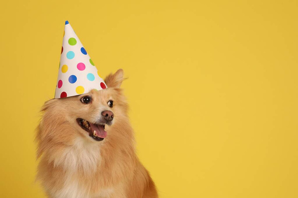 Cute dog with party hat on yellow background, space for text. Birthday celebration - Foto, afbeelding