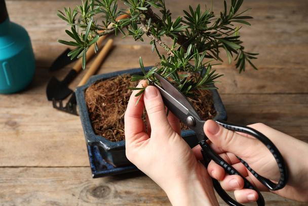 Woman trimming Japanese bonsai plant, closeup. Creating zen atmosphere at home - 写真・画像
