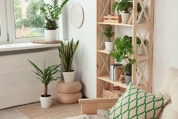 Stylish room interior with beautiful house plants. Home design idea - 写真・画像