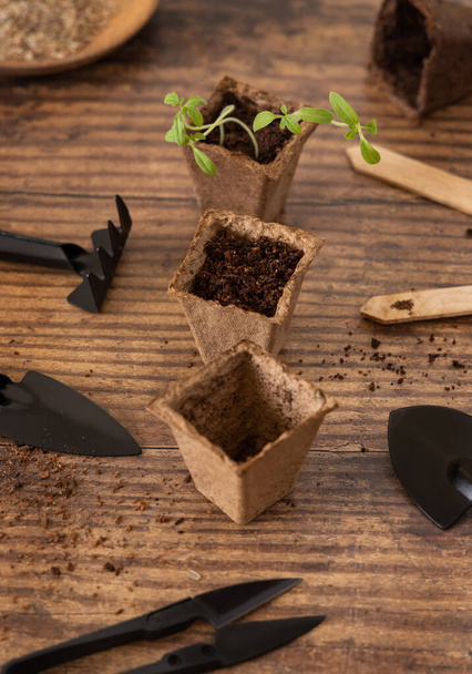 Mudas de vegetais e ervas que crescem em vasos biodegradáveis na mesa de madeira de perto. Urbano Jardinagem interior, plantas domésticas, germinação em casa - Foto, Imagem