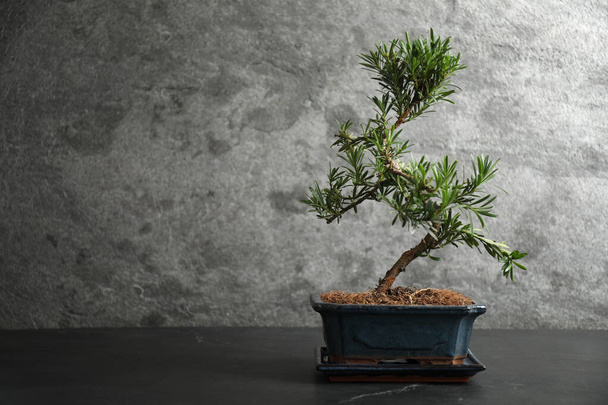 Japanese bonsai plant on black stone table, space for text. Creating zen atmosphere at home - Fotografie, Obrázek