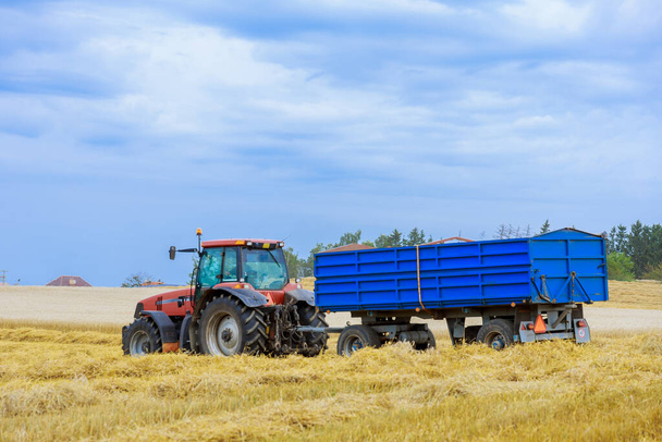 A red tractor with a blue trailer carries wheat from the field to the farm. Wheat exports. - Foto, Bild