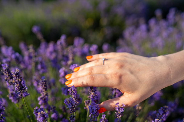 крупним планом руки жінки, що тримає букет з фіолетових квітів лаванди. молода дівчина ручний манікюр з заручинним алмазним кільцем, на фоні фіолетового лавандового поля
 - Фото, зображення