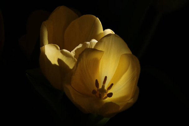 Close-up of yellow blooming tulips on a black background - Foto, afbeelding