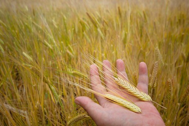 hand of a woman holding wheat in the field - Foto, Bild