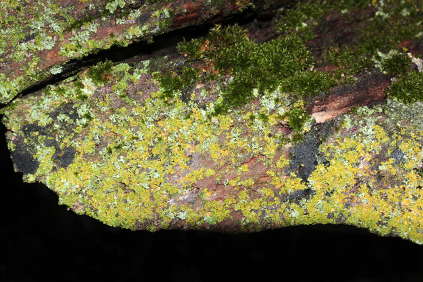Closeup shot of tree bark covered in moss - Fotografie, Obrázek