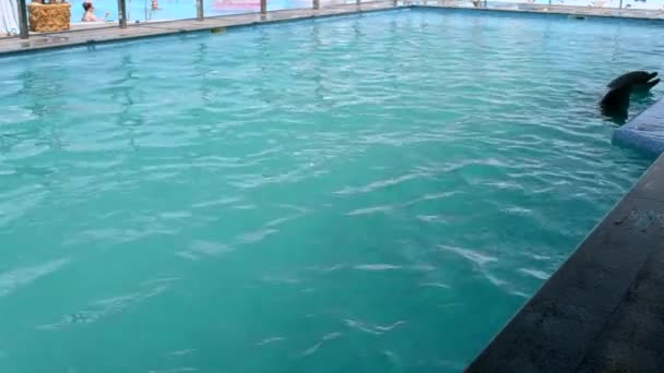 Woman caucasian swimming with dolphins in the pool. Dolphin therapy. Girl holding fins of dolphin. Dolphinarium. Leisure, relaxation entertainment, positive impressions, recreation. Marine sea mammals - Video, Çekim