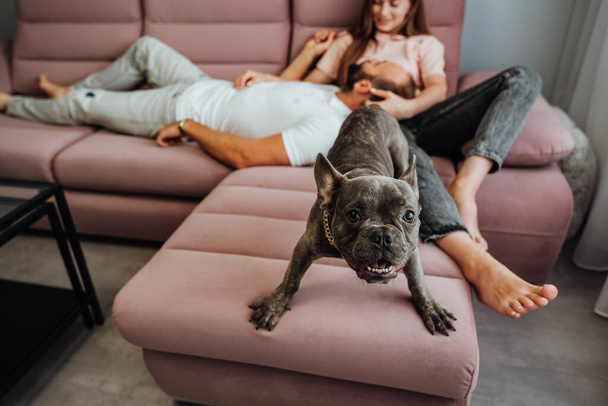 French Bulldog with Golden Chain Barking Into Camera While Cheerful Owners Woman and Man Relaxing on Background on Pink Sofa at Home - Zdjęcie, obraz