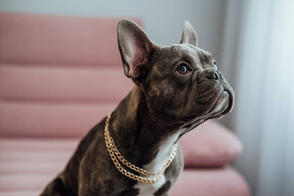 Close Up Portrait of Small French Bulldog with Golden Chain Sitting on Pink Sofa and Pitifully Looking Away - Фото, зображення
