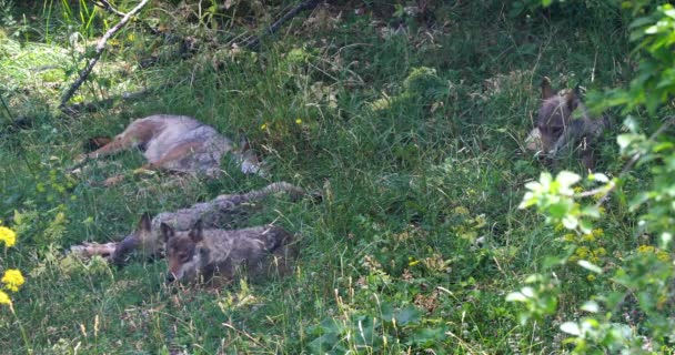 Стая волков, итальянский волк, Canis Lupus Italicus, уникальный подвид коренного серого волка. Группа взрослых особей, взятых в лесу. - Кадры, видео