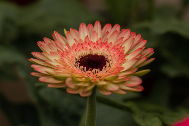 The gerbera is a genus of ornamental plants native to South Africa, specifically the Transvaal region, it is also known as the Transvaal daisy, the gerbera belongs to the Asteraceae family of compounds. - Fotó, kép