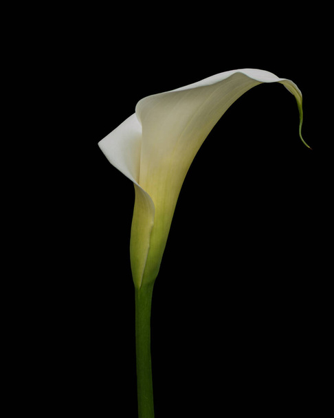 Calla lily is fundamentally ornamental and can be cultivated both on land and in the aquatic environment.  Its creamy-white flowers stand out for their uniqueness and fragrance, and are often used for flower arrangements. - 写真・画像
