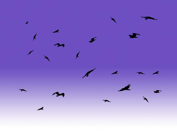 Silueta Aves en el cielo
 - Foto, Imagen