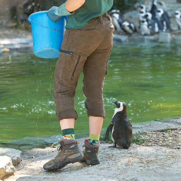 один пингвин ждет рыбу во время кормления                                - Фото, изображение