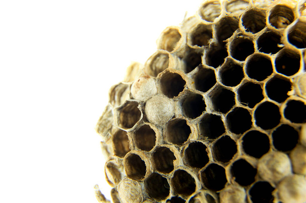 Hermosa abeja avispa macro fotografía fondo blanco - Foto, imagen