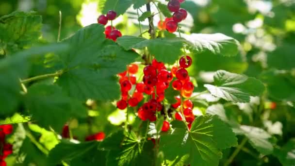 Close up currants at sunrise or sunset on a summer day. Fresh and ripe organic currants growing in the garden. Harvesting, farming - Video