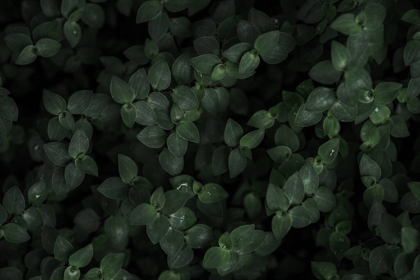 The green ivy leaves - Foto, imagen