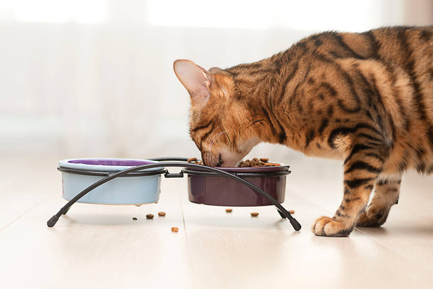 Animal. Beautiful domestic purebred bengal cat eats food from a bowl. Close-up. Soft focus. Home interior. - 写真・画像