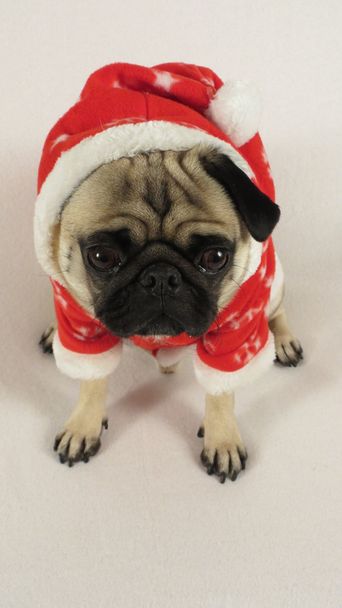 Pug with christmas suit and hat - Foto, imagen