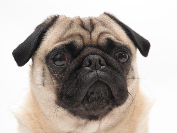 Pug face portrait - Photo, Image