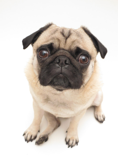 Pug sitting in front of camera - Photo, Image