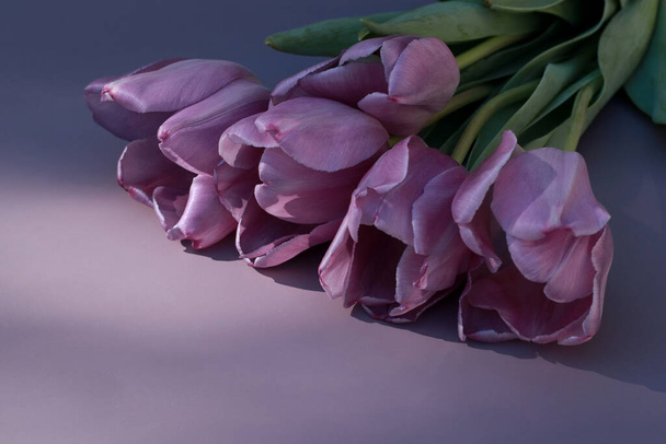 purple tulips frame on purple background with copy space - Zdjęcie, obraz