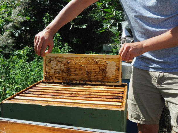 Бджолярі працюють з бджолами та бджолами на пасіці. Концепція бджільництва. Бджолярі збирають мед Бджолярі на пасіці
. - Фото, зображення