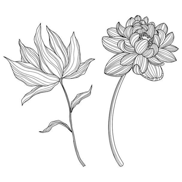 Flores abstractas aisladas en blanco. Ilustración de vectores de línea dibujada a mano. Eps 10 - Vector, Imagen