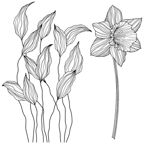 Flores abstractas aisladas en blanco. Ilustración de vectores de línea dibujada a mano. Eps 10 - Vector, Imagen