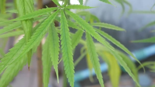 POV of cannabis marijuana weed leaf with wind blowing in daytime. Video shot in 4K. Herbal alternative medicine, cbd oil, pharmaceptical industry concept. - Video, Çekim