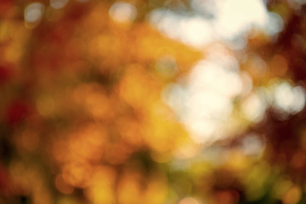 blurred bokeh background of autumn with nobody, fall. - Φωτογραφία, εικόνα