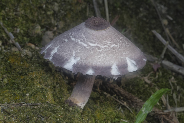 inedible wild mushroom in the plantation - Foto, Imagen