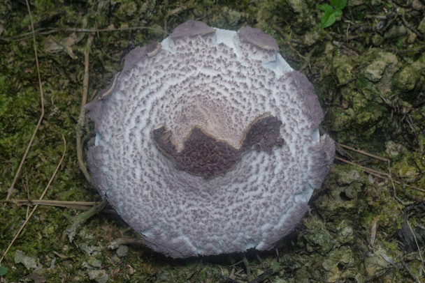 inedible wild mushroom in the plantation - Foto, Imagen