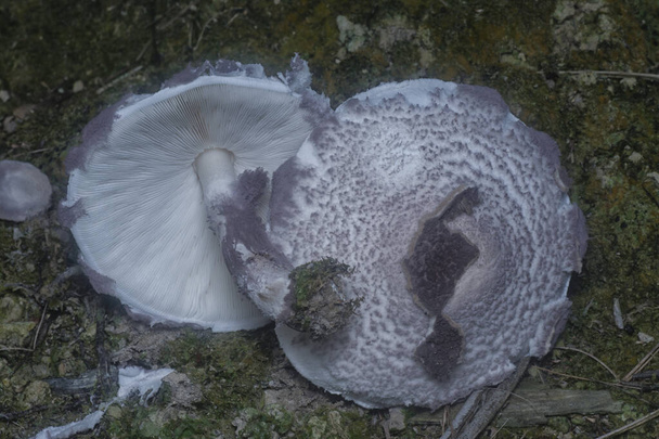 inedible wild mushroom in the plantation - Fotó, kép
