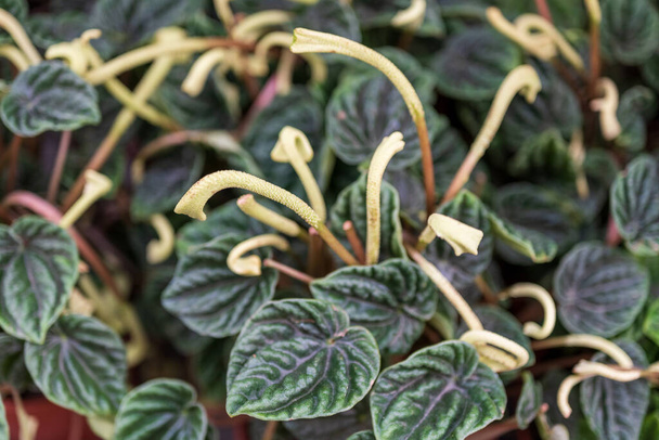 Peperomia caperata, the emerald ripple peperomia, is a species of flowering plant in the family - Fotografie, Obrázek