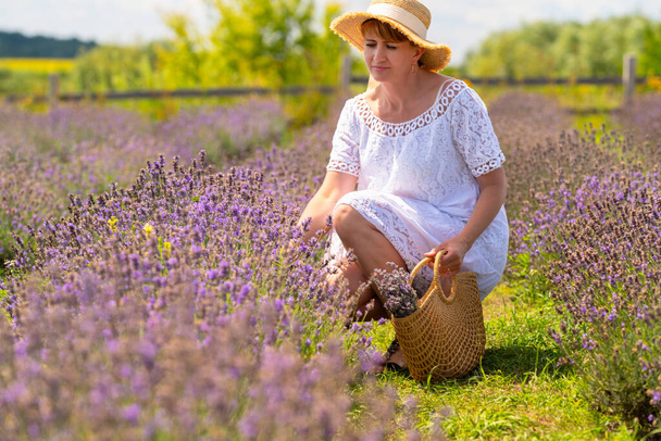 Woman picking fresh lavender in a farm field in summer kneeling down amongst the purple flowers in warm evening light - Foto, imagen