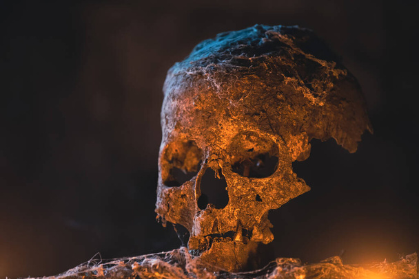 Real human skull in mysterious, foggy light. Spooky, horror wallpaper for Halloween. - Фото, изображение