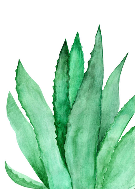 Aloe vera watercolor hand drown illustration. Green plant botanical painting isolated on white background. - Foto, imagen