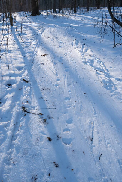 winter forest sundawn, sun backlight on narrow dirt road hidden by snow, footprints and traces on popular skiing and hiking route, bare trees cast long shadows, nature exploration, abstract background - 写真・画像