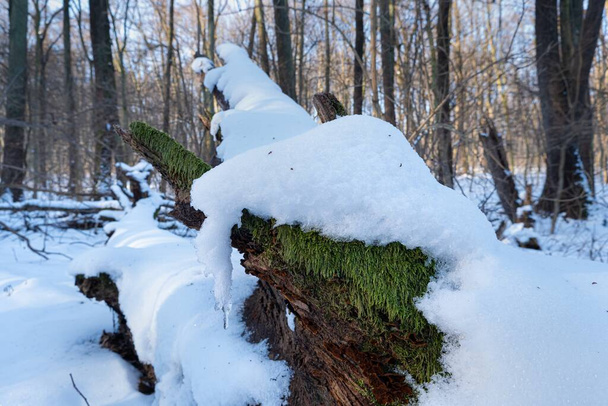 fallen dry dead oak tree trunk under fresh clean snow, overgrown with green moss, winter forest on sun dawn, deep shadows, outdoor active hobby, nature exploration, abstract background concept - 写真・画像