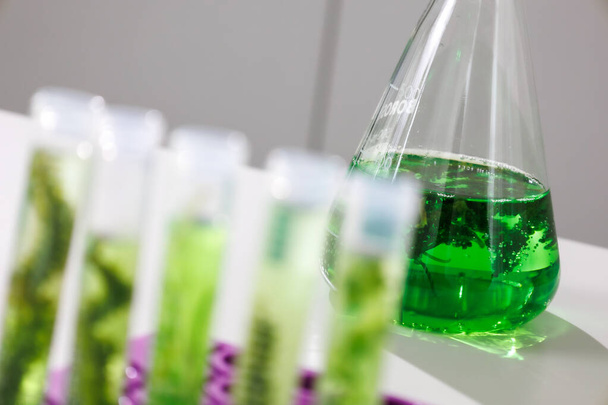 research and Biotech science Scientists are developing research on algae. Bio-energy, biofuel, energy research - Photo, image