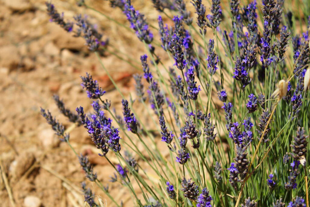 Landscape of beautiful lavender fields in the province of Murcia - Фото, зображення